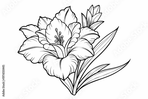 coloring page  line art the gladiolus flower black vector