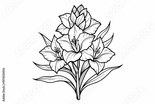 coloring page  line art the gladiolus flower black vector