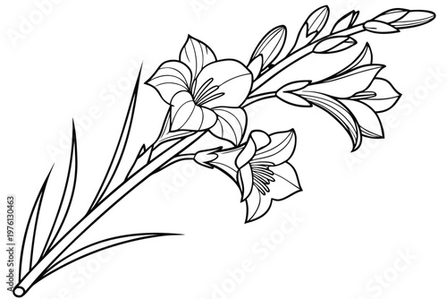 coloring page  line art the gladiolus flower black vector