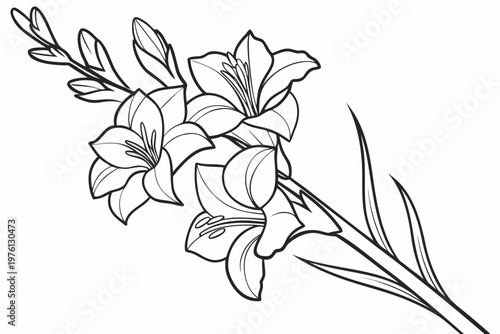 coloring page  line art the gladiolus flower black vector