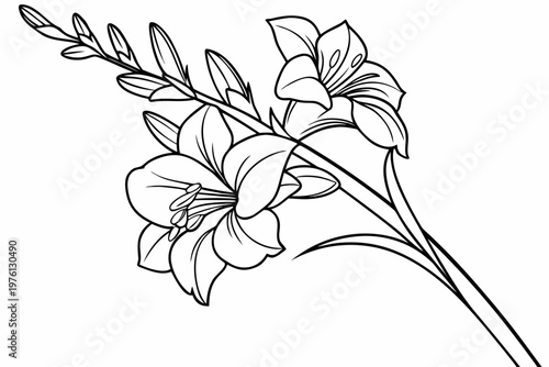 coloring page  line art the gladiolus flower black vector