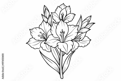 coloring page  line art the gladiolus flower black vector