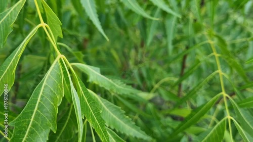 Close-up of Fresh Green Neem Leaves (Azadirachta Indica) Blowing in the Wind