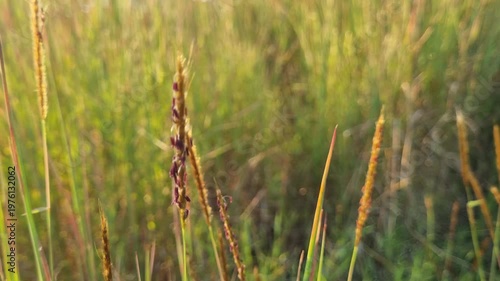Close-up of Wild Grass Flowers in a Meadow during Warm Golden Hour Sunset