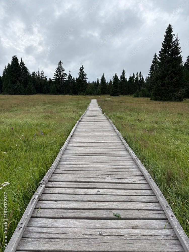 Fototapeta premium way to the forest