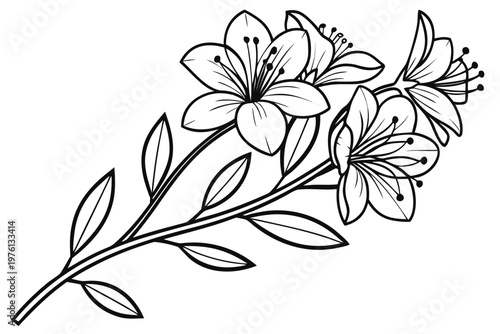 coloring page line art the heather flower black vector
