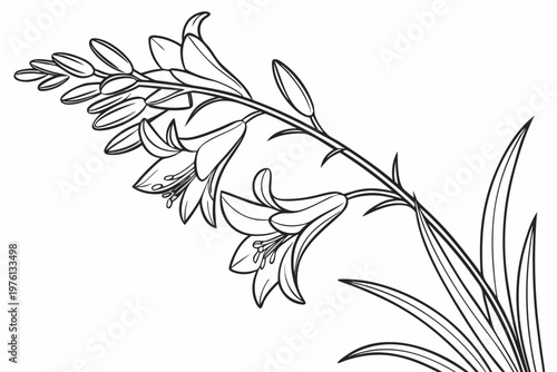 coloring page line art the heather flower black vector