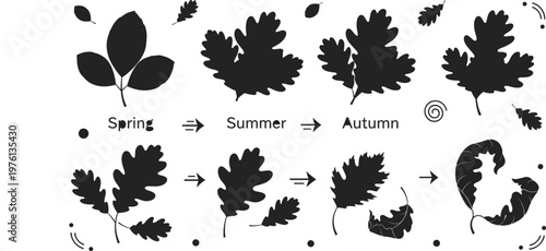 Leaf seasonal transition collection showing spring, summer and autumn changes, nature cycle elements in black vector illustration set