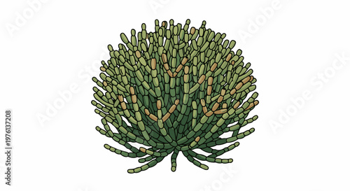 Round succulent plant with segmented green and brown stems