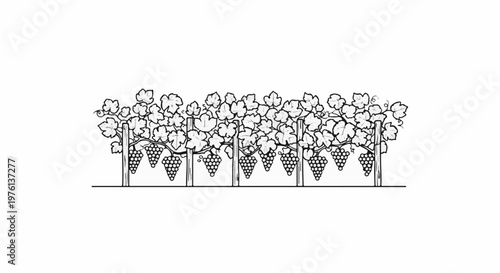 Row of grapevines with bunches of grapes hanging from branches