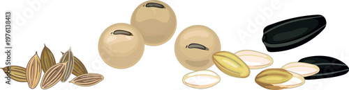 Set of agricultural seeds: carrot, soybean, rice and sunflower seeds