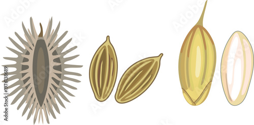 Agricultural seeds set: prickly carrot seed and rice grain in husk and polished isolated