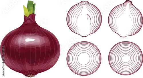 Red onion illustration set featuring whole bulb, cross section, and ring slices with detailed layered vegetable structure in vector style