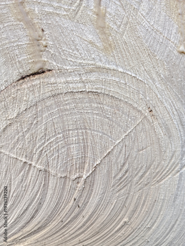 Fototapeta premium Close-up view of the intricate patterns and textures of a freshly cut tree stump, revealing its natural wood grain and growth rings.