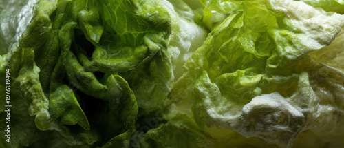 Slimy and moldy lettuce leaves close-up showing decay and texture details.