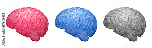 Vector illustration of human brain 3d wireframe isolated on white background and related to anatomy and medicine, neurology and biology
