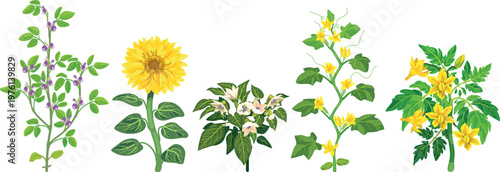 Blooming garden plants set: flowering soybean, sunflower, pepper, cucumber, and tomato bushes isolated on white