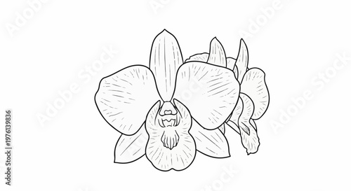 Outline drawing of a cluster of orchid flowers on a white background