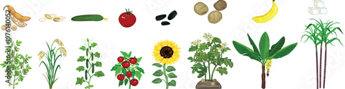 Infographic of agricultural crops and products: plant growth and harvested food set isolated on white. For matching games and educational worksheets for children
