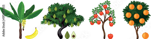 Set of fruit plants with harvests: banana palm, avocado tree, apple tree, and orange bush isolated