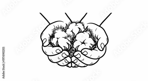 Open hands gently cup fluffy cotton bolls, a symbol of nature's bounty