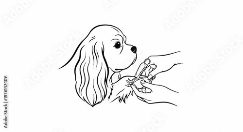 Dog's paws being trimmed with scissors by hands