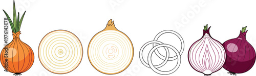 Onion illustration set featuring whole bulb, cross section, rings, and red onion variations with detailed vegetable design in vector style
