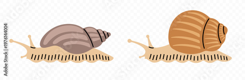 Snail, garden snail and achatina, graphic design. Gastropod, mollusk, animal, nature and wildlife, vector design and illustration
