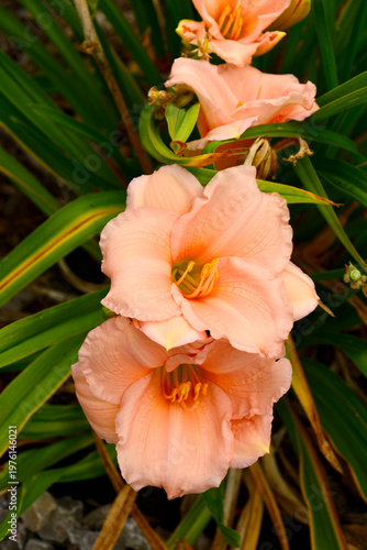 różowe kwiaty liliowca, kwitnący liliowiec odmiany 'On And On', Hemerocallis