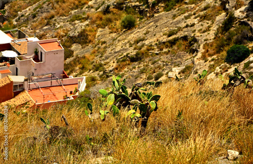 opuncja figowa w naturze, opuncja rosnąca w suchej trawie na skałach, Opuntia ficus-indica, prickly pear in nature, prickly pear growing in dry grass on rocks