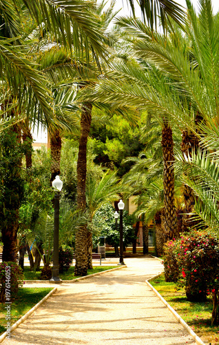 żwirowa ścieżka w egzotycznym ogrodzie z palmami, gaj palmowy w Elche, Botanical garden in Elche, Alicante, spain, path and stone steps in an garden, Huerto Del Cura Botanical Garden Palm