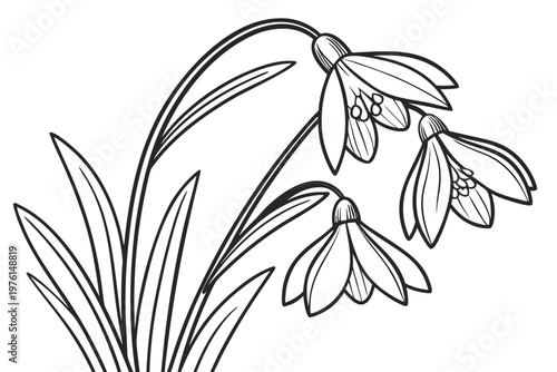 coloring page line art the snowdrop flower black vector
