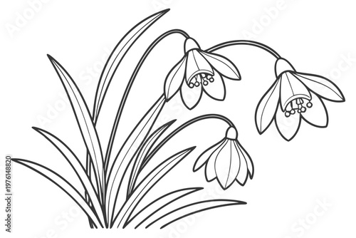 coloring page line art the snowdrop flower black vector