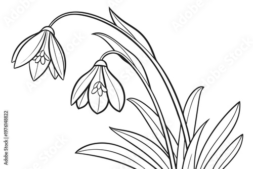 coloring page line art the snowdrop flower black vector