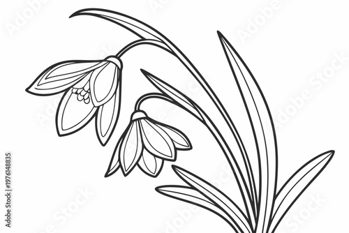 coloring page line art the snowdrop flower black vector