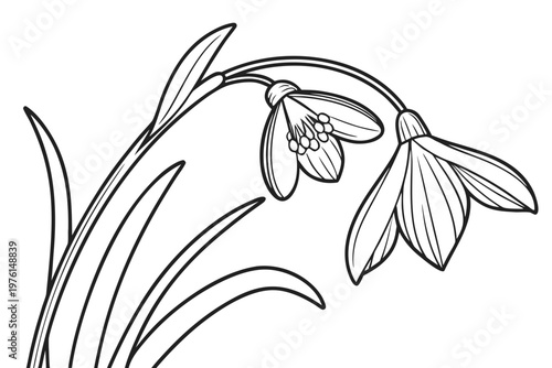 coloring page line art the snowdrop flower black vector