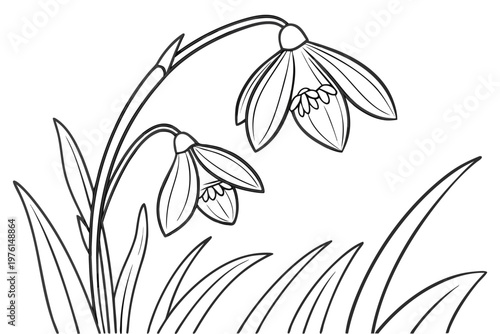 coloring page line art the snowdrop flower black vector