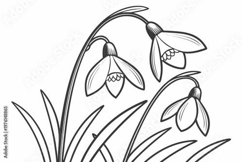 coloring page line art the snowdrop flower black vector