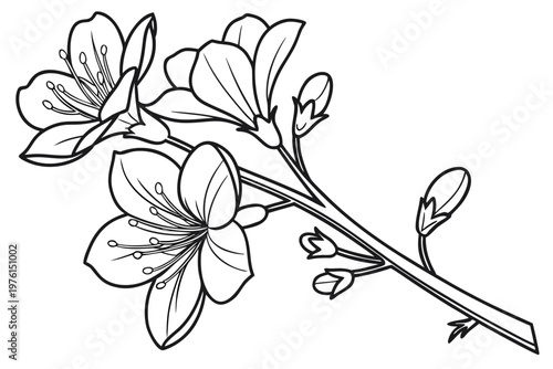coloring page line art the sweet pea flower black vector