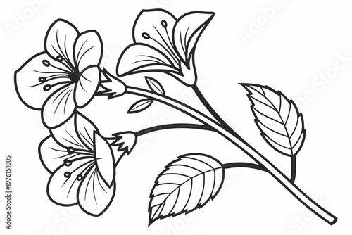 coloring page line art the sweet pea flower black vector