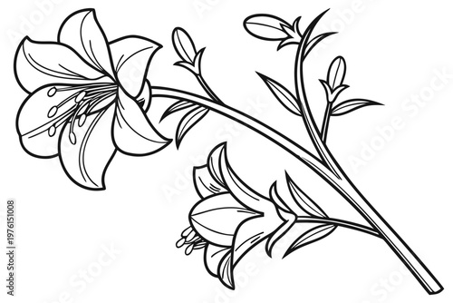 coloring page line art the sweet pea flower black vector