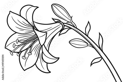 coloring page line art the sweet pea flower black vector