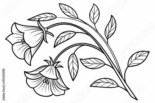 coloring page line art the sweet pea flower black vector