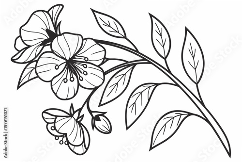 coloring page line art the sweet pea flower black vector