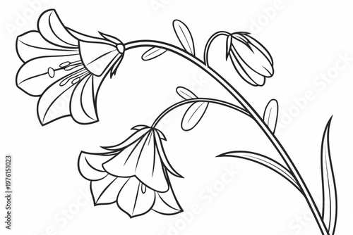 coloring page line art the sweet pea flower black vector