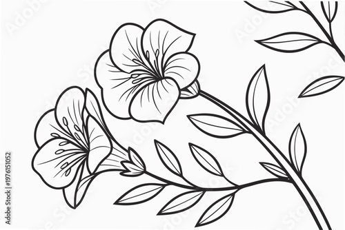 coloring page line art the sweet pea flower black vector