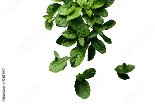 Fresh green mint leaves sprig over transparent background for culinary, herbal, and refreshing concepts