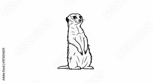 A black and white sketch of a meerkat standing upright on a white background