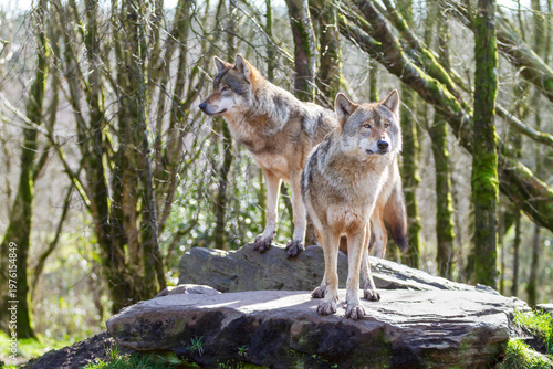 Two Adult Grey Wolfs Canis Lupus in the spring forest natural habitat environment, Wild Ireland