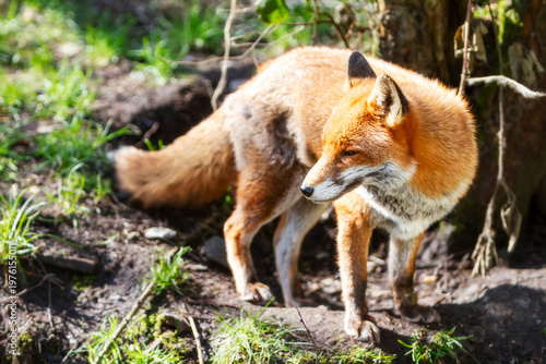 Beautiful adult red fox Vulpes vulpes in the spring forest, natural habitat environment, Wild Ireland